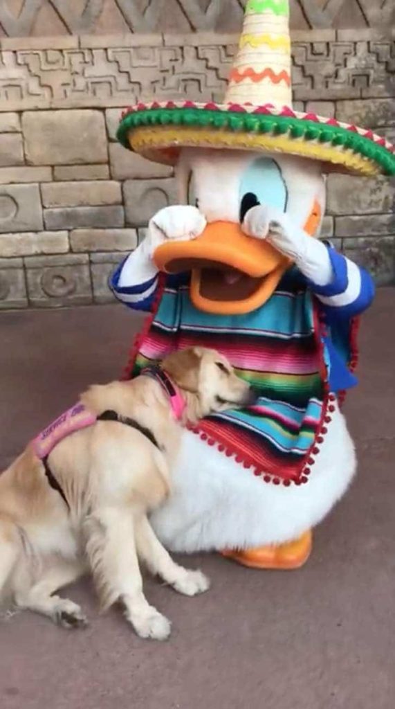 Cachorrinha emociona internautas ao conhecer o Pato Donald