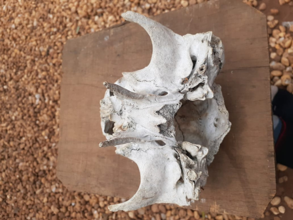 Guarantã do Norte: Fazendeiro encontra fóssil de criatura estranha 3