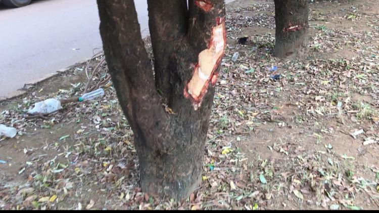 SINOP: Motociclista bate em árvore e fica em estado grave 8