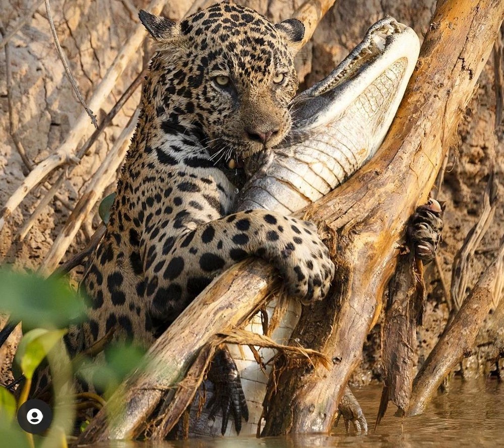 Fotógrafo americano faz fotos impressionantes no Pantanal 4